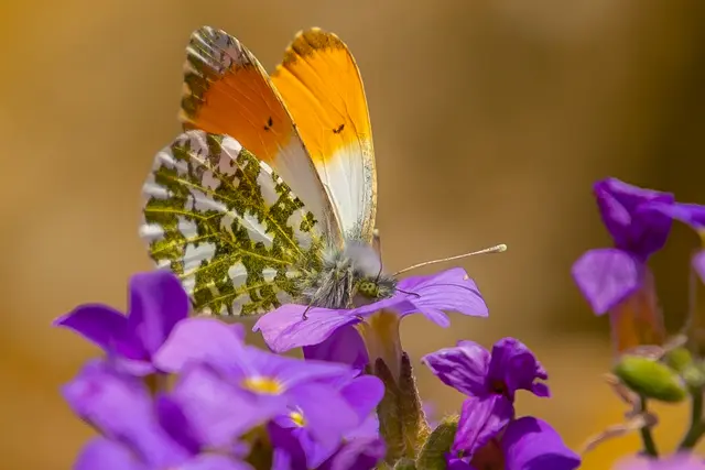 Aurorafalter | Foto: H. Rosenberger