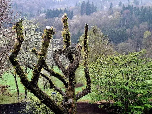 unser radikal geschnittener Baum treibt wieder sehr schön aus😍 | Foto: Ralf Röser
