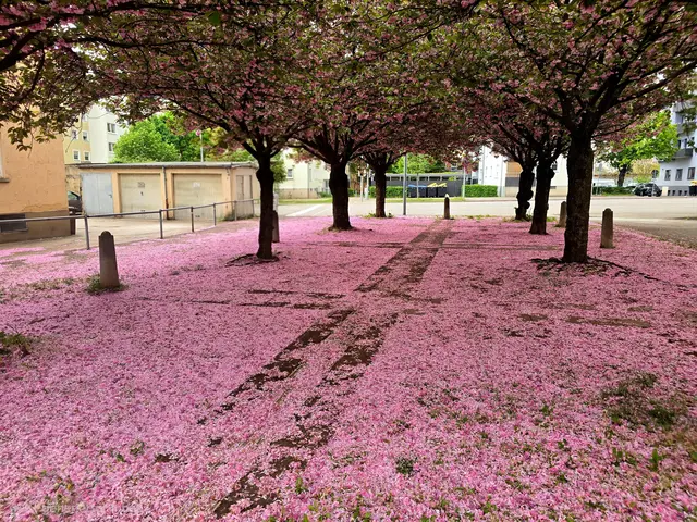 die Japanische Kirschblüte am Theaterforum K3 ist am Verblühen und bildet nun einen rosafarbenen Teppich. | Foto: Heidrun Rosenberger