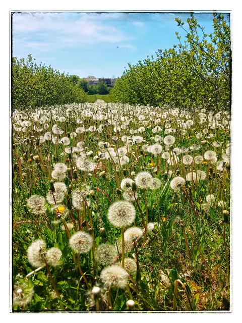 Pusteblumen schmücken die Zeilen zwischen den Reben.  Es sieht wunderschön aus.  
Bald werden sich die Samen lösen und als Träume durch die Lüfte schweben.   | Foto: sigischlottke 