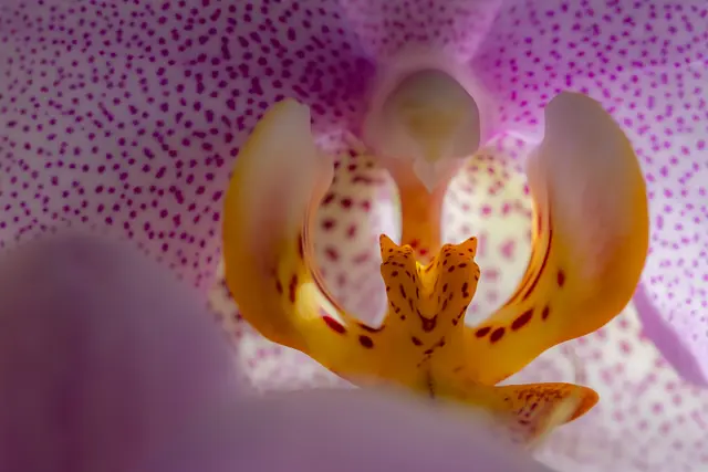 Orchidee | Foto: H. Rosenberger