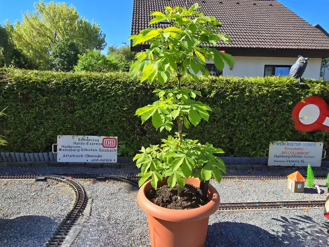 Meine selbstgezogene Kastanie "Katrin" im Pflanzgefäss ist nun drei Jahre alt und steh da wie eine EINS. | Foto: Heidrun Rosenberger 