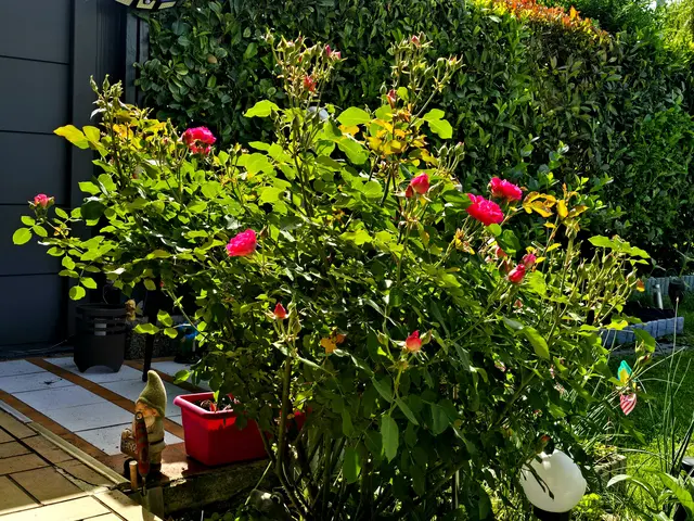 sind die Blüten an meiner ehemaligen Topfrose.  | Foto: Heidrun Rosenberger 