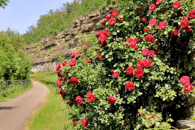  Neckartalradweg bei Lauffen am Neckar | Foto: Frank-M. Zahn