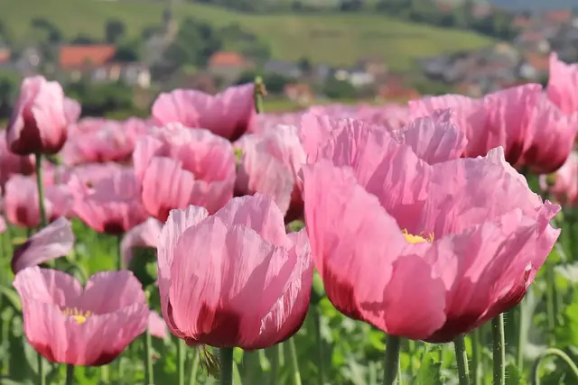 Mohnfeld an der Erlenbacher Ölmühle. Die Blüte steht derzeit auf ihrem Höhepunkt und prägt das Landschaftsbild zwischen Tal und Hängen. | Foto: Frank-M. Zahn