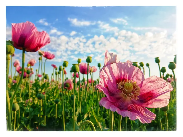 Der rosafarbene Schlafmohn kann wirklich süchtig machen 😉. Es macht klick - klick - klick..... Man kann gar nicht mehr aufhören zu fotografieren 🙈 | Foto: sigischlottke 
