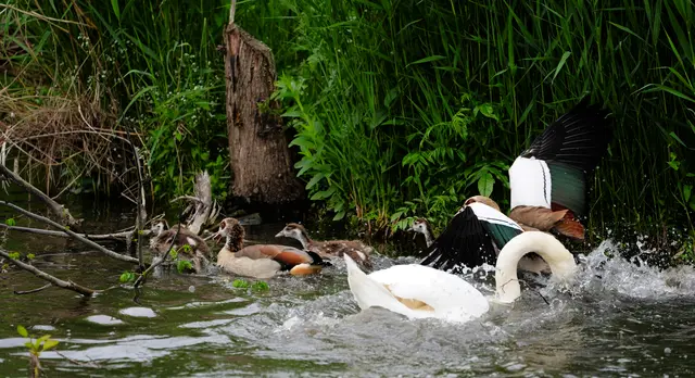 Schwan Nilgans Neckar